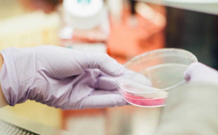 Person wearing gloves in a lab, holding a Petri dish