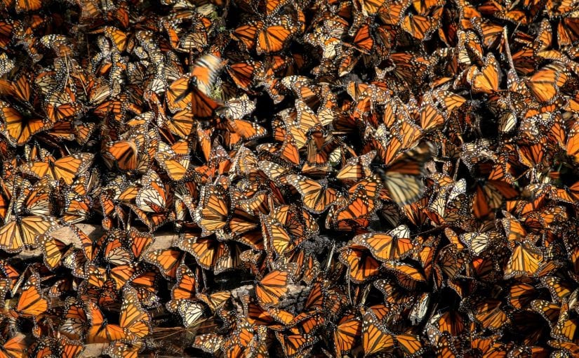 Monarch butterflies in Mexico