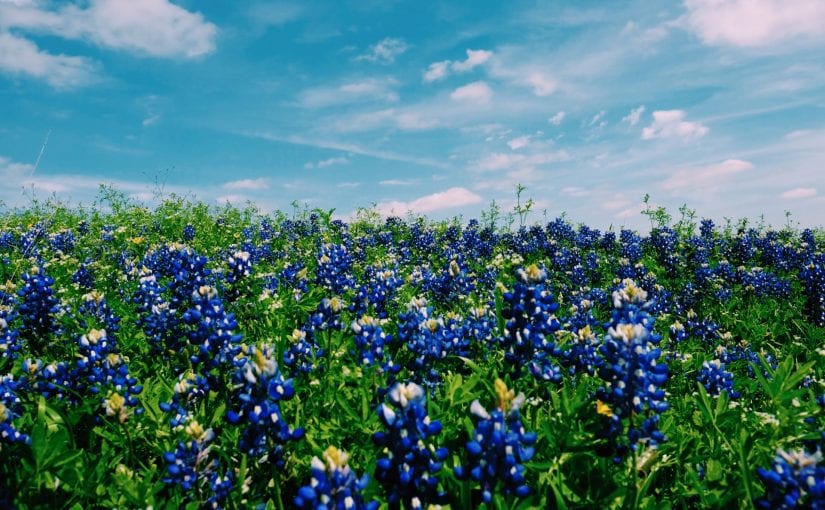 Texas bluebonnets